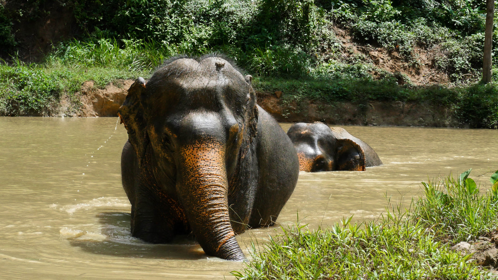 Elephant portrait