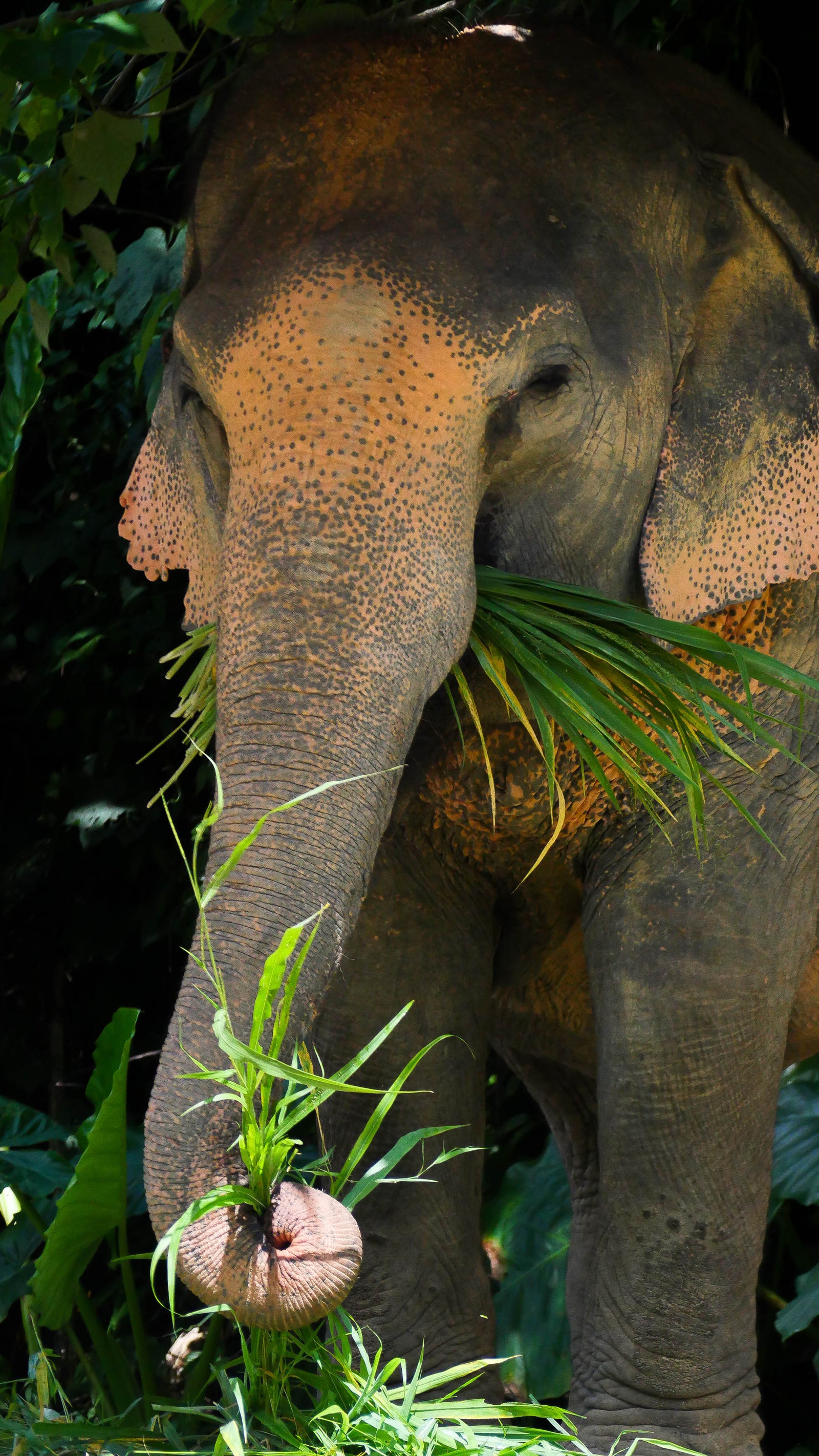 Elephant portrait