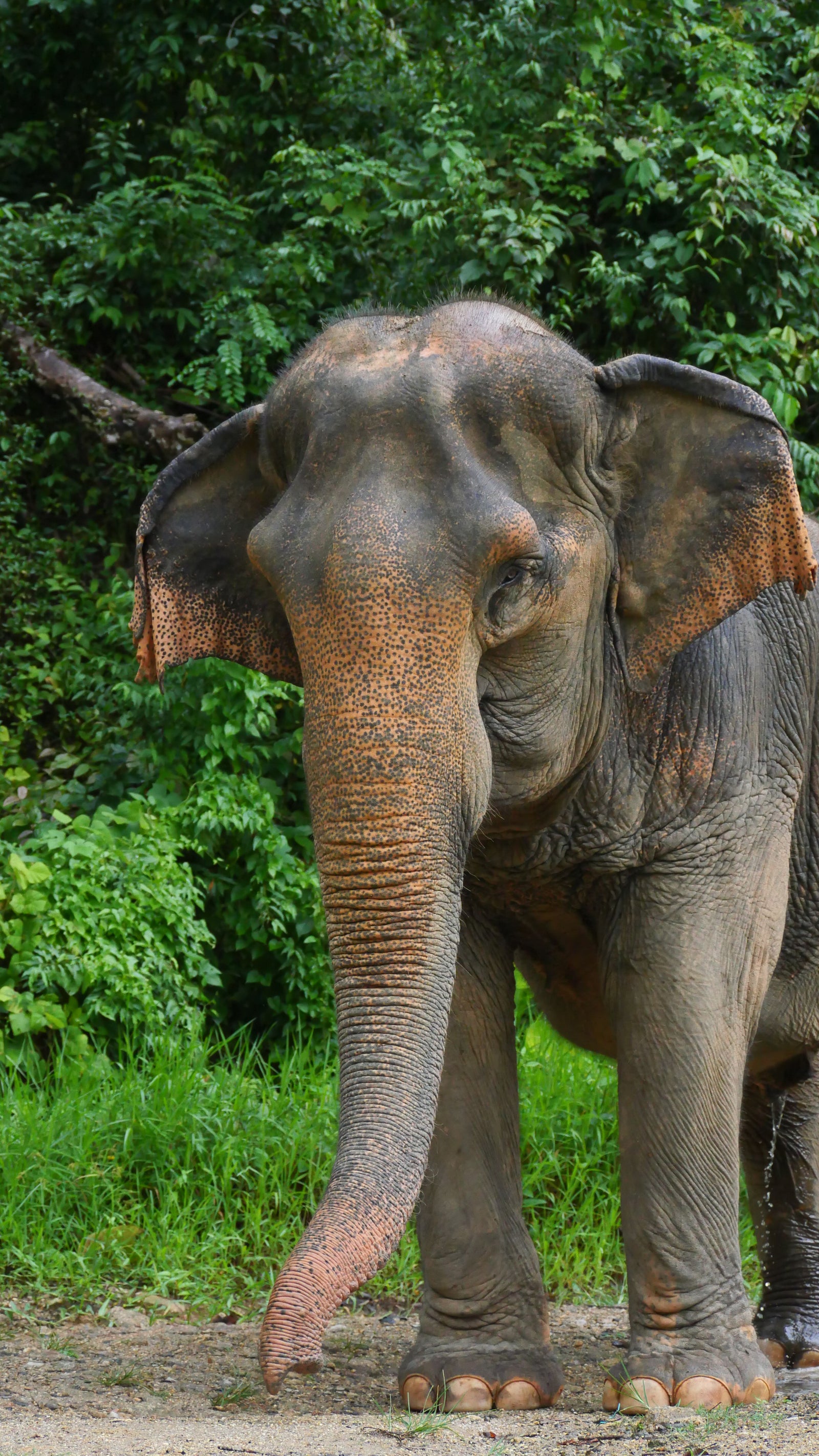 Elephant portrait