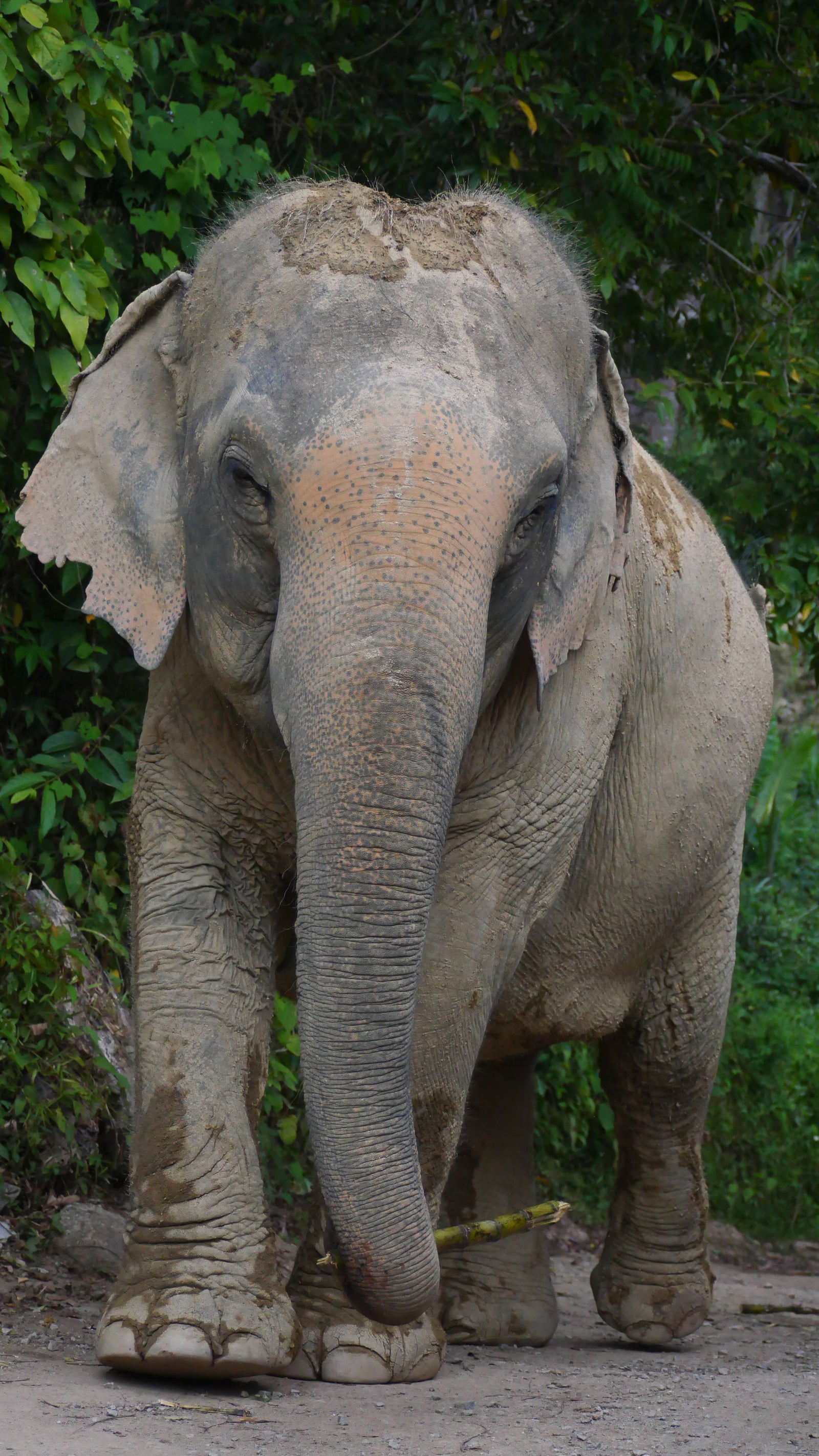 Elephant portrait