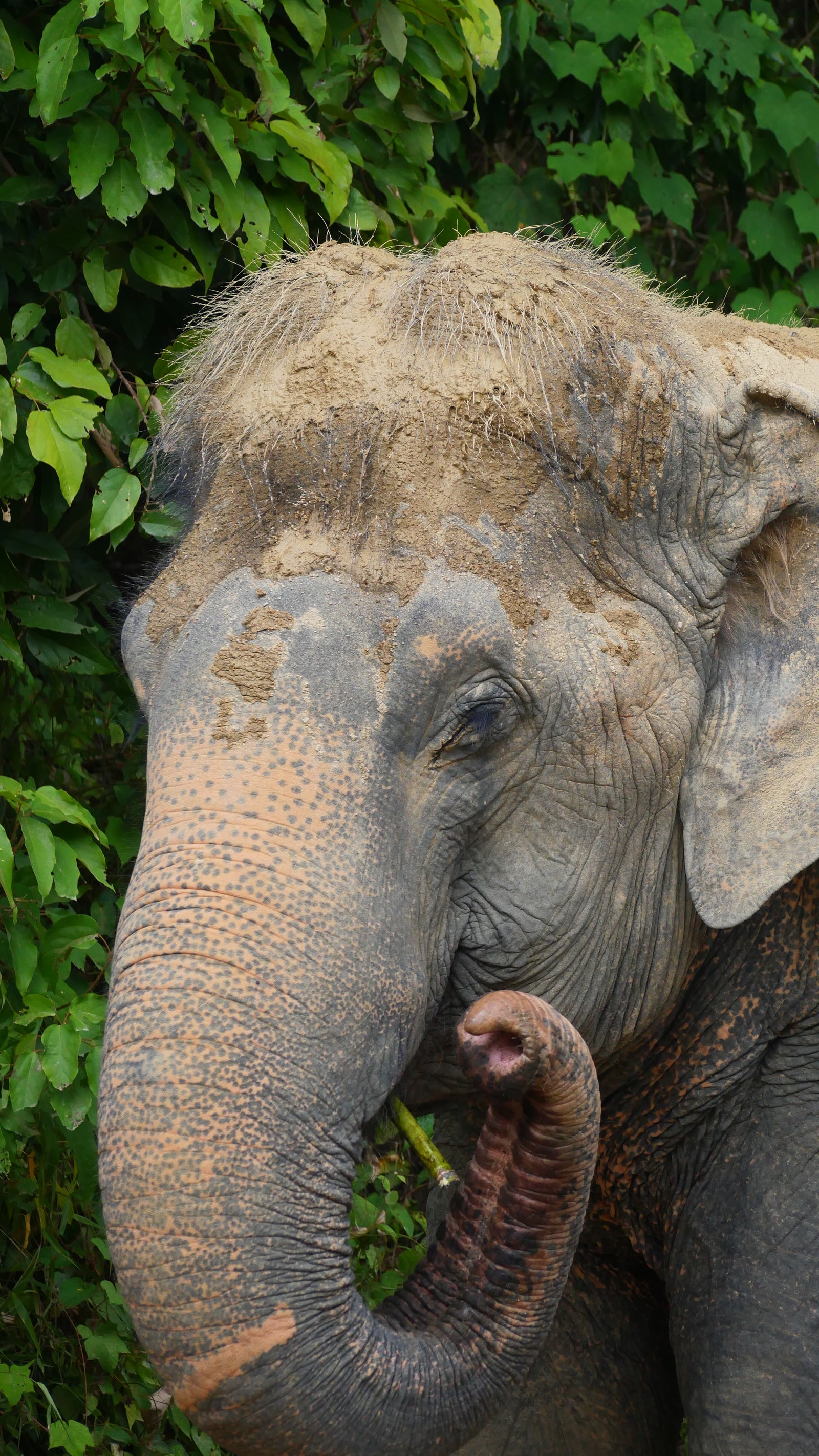 Elephant portrait