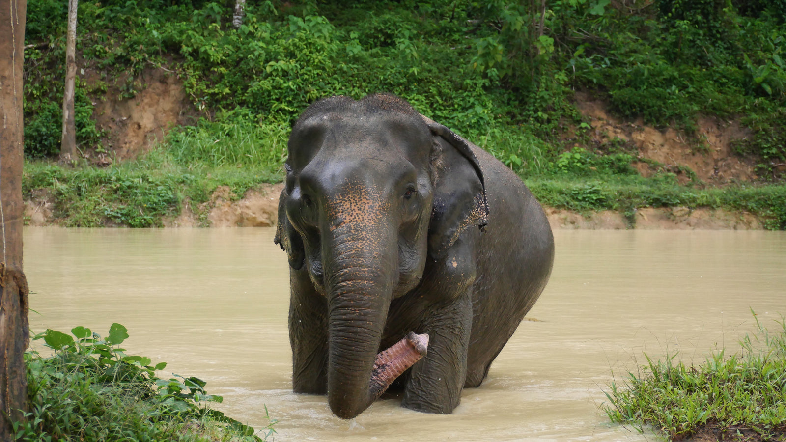 Elephant portrait