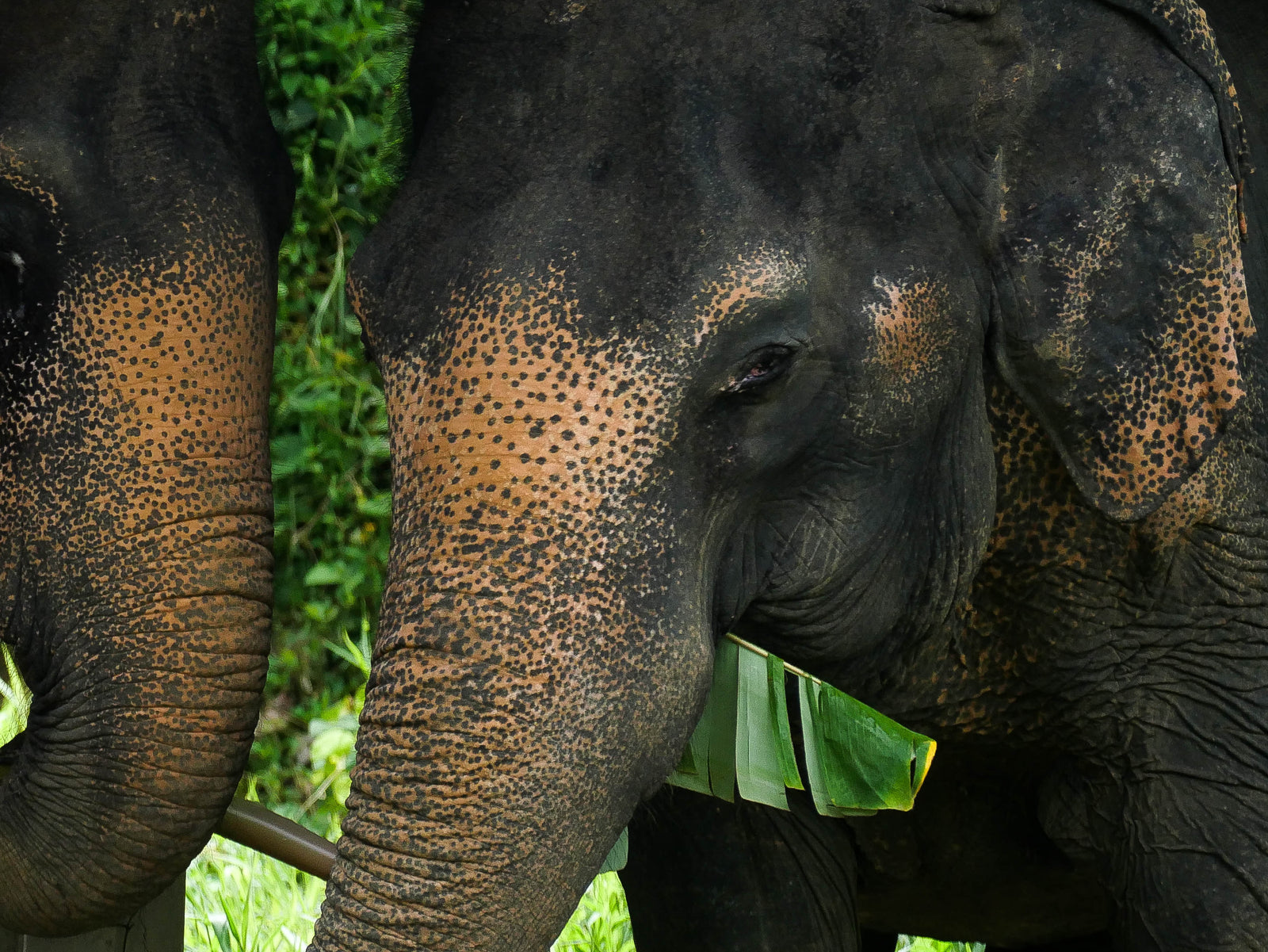 Elephant portrait