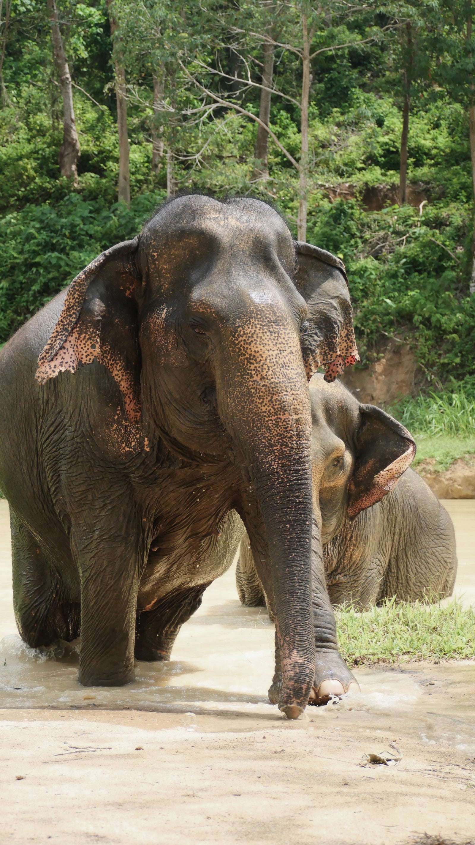 Elephant portrait